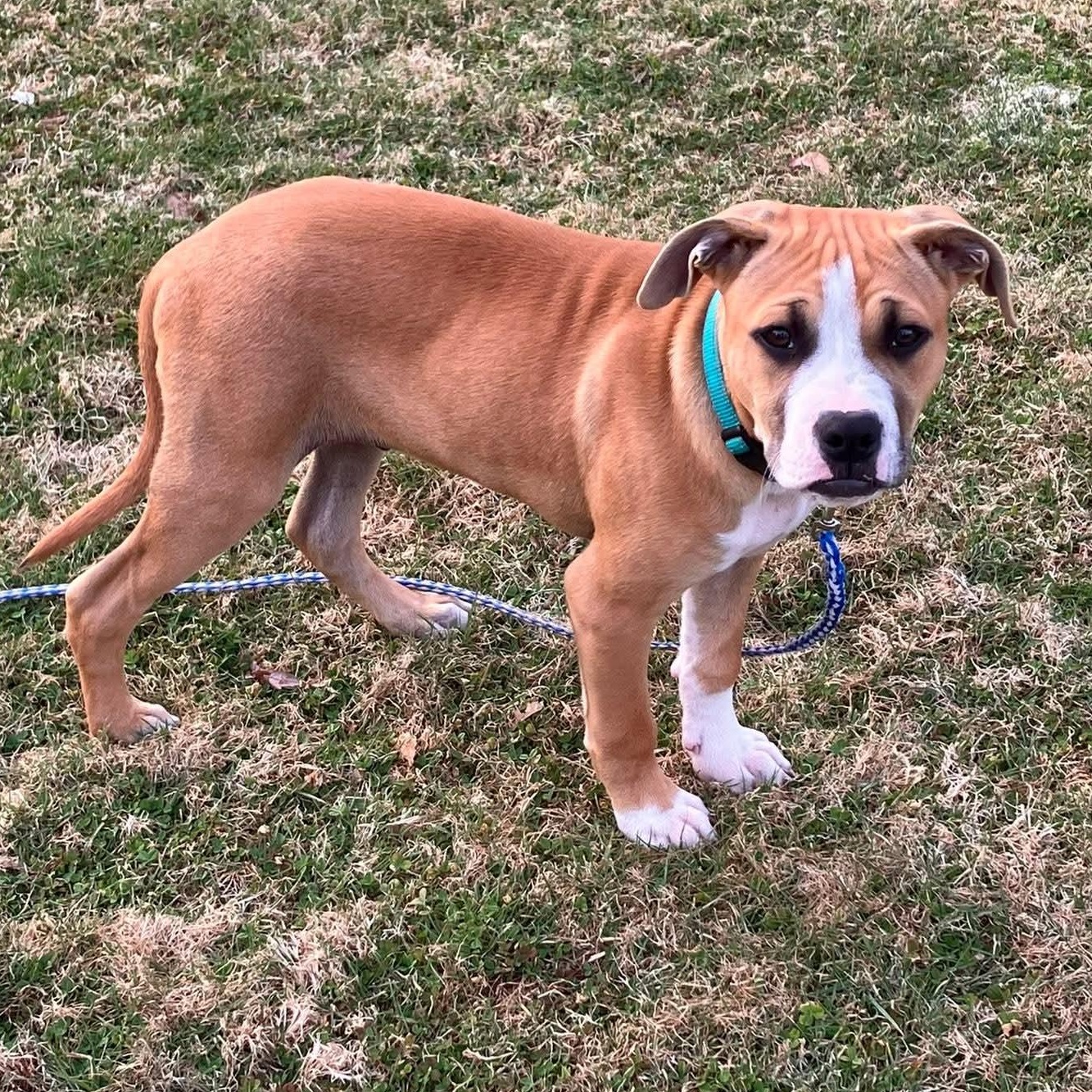 Juno, a ADOPTABLE mixed breed in Broad Brook, CT image 2/6