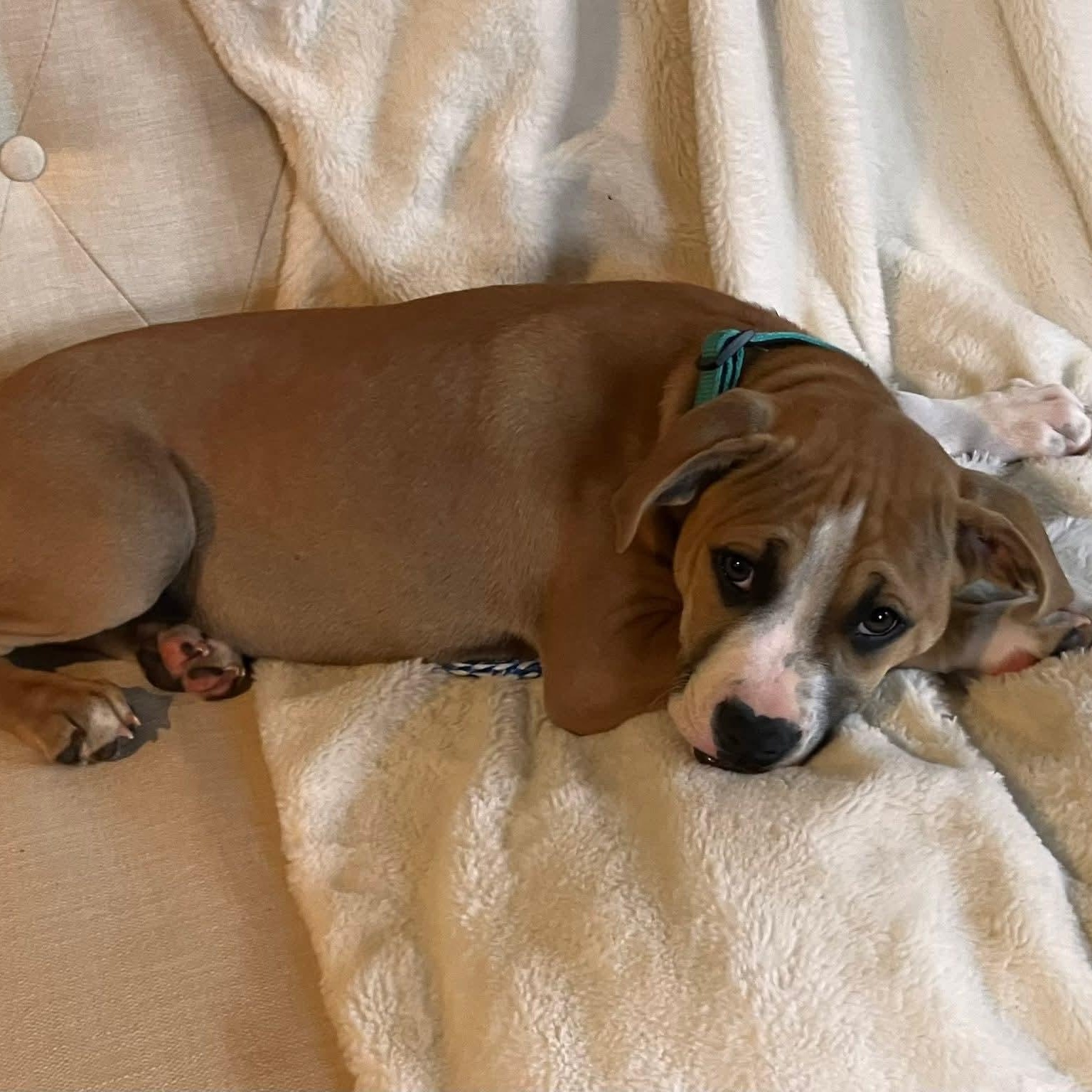 Juno, a ADOPTABLE mixed breed in Granby, CT image 3/6