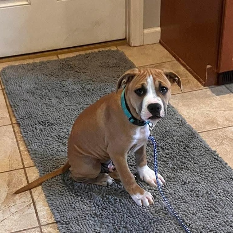 Juno, a ADOPTABLE mixed breed in Granby, CT image 1/6