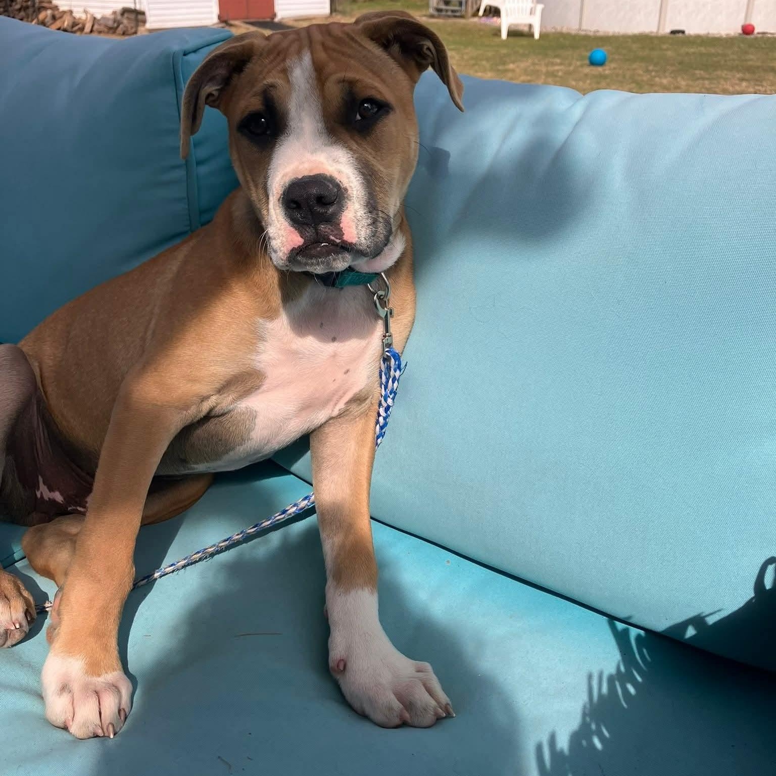 Juno, a ADOPTABLE mixed breed in Broad Brook, CT image 3/6