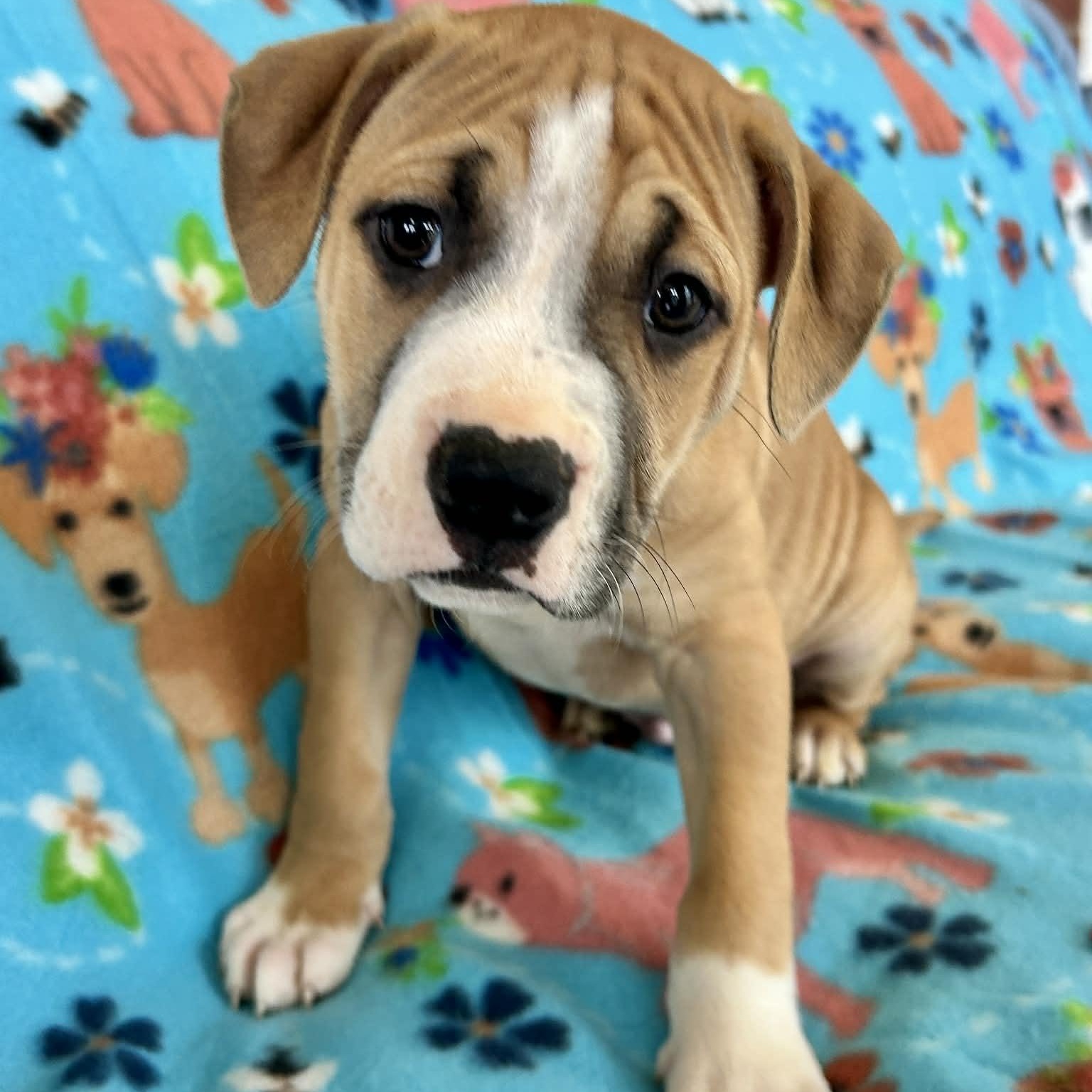 Enlarge Juno, a ADOPTABLE mixed breed in Burlington, CT image 3/6