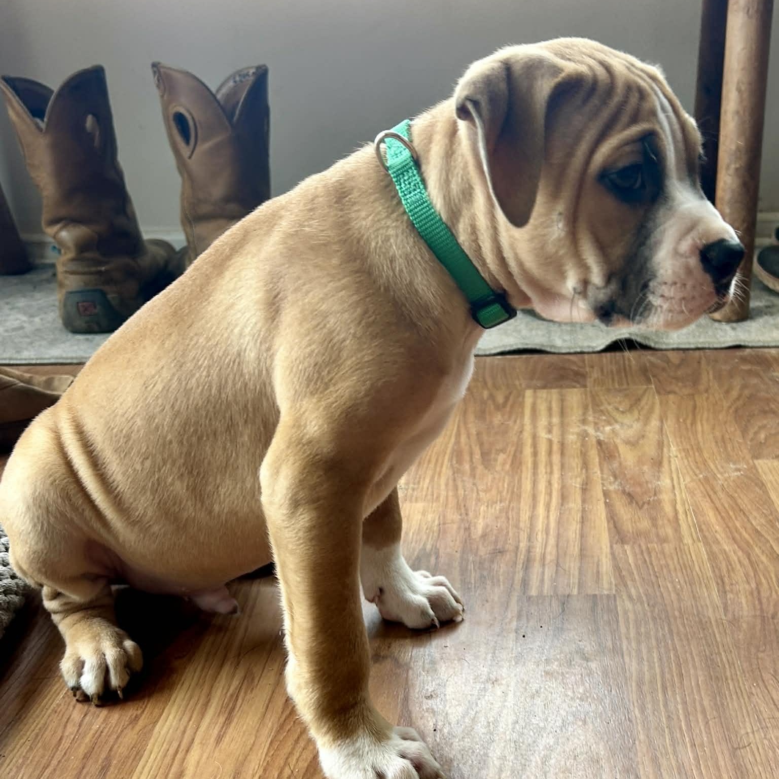 Enlarge Juno, a ADOPTABLE mixed breed in Burlington, CT image 4/6