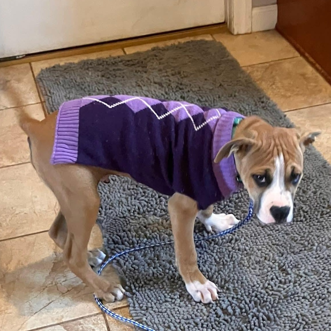 Juno, a ADOPTABLE mixed breed in Granby, CT image 6/6