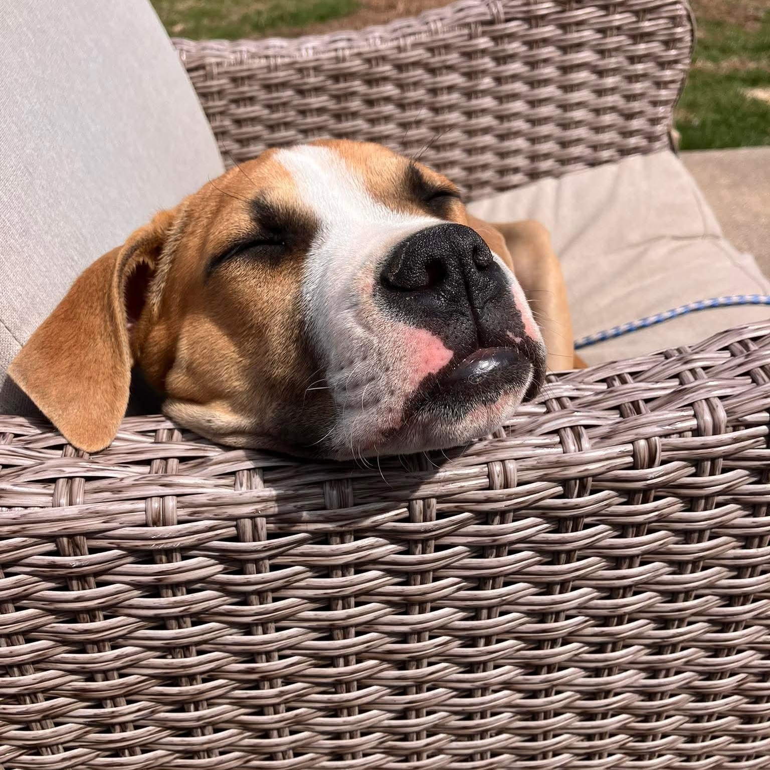 Juno, a ADOPTABLE mixed breed in Broad Brook, CT image 4/6