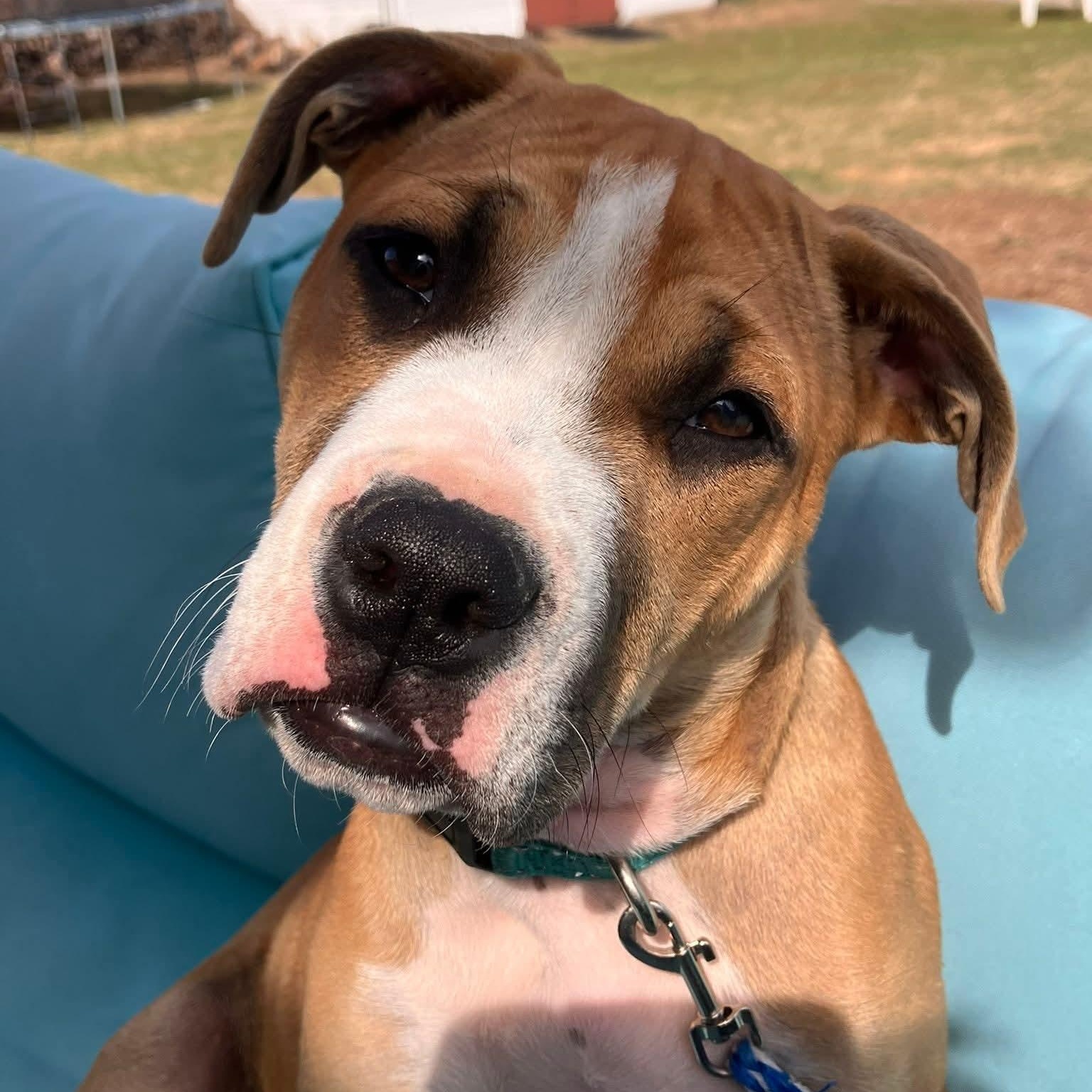 Juno, ADOPTABLE, Puppy Male Boxer & Black Mouth Cur.