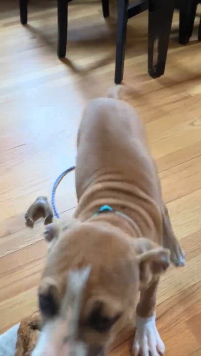 Enlarge Juno, a ADOPTABLE mixed breed in Granby, CT video 5/6