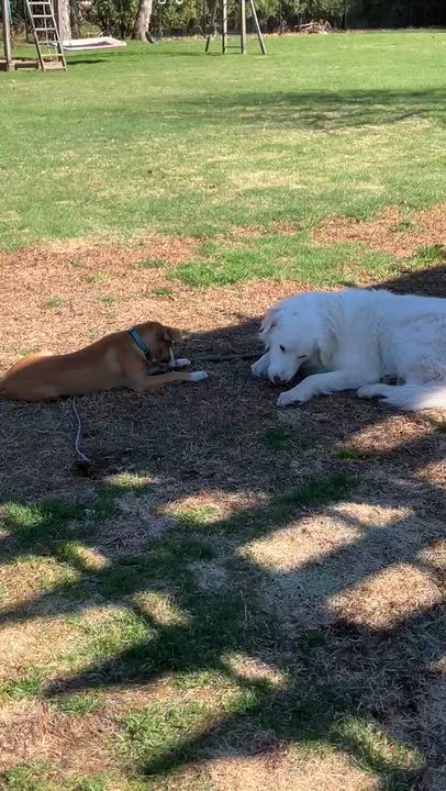 Enlarge Juno, a ADOPTABLE mixed breed in Broad Brook, CT video 6/6