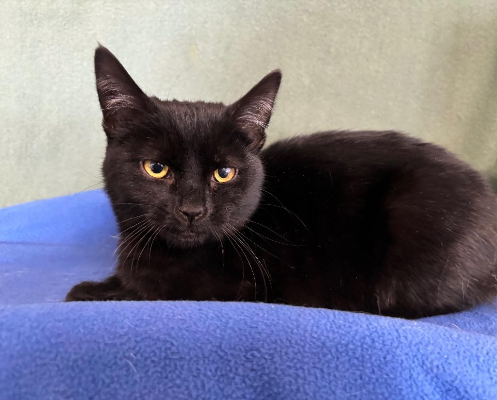 Mae, Adoptable, Young Female Domestic Short Hair.