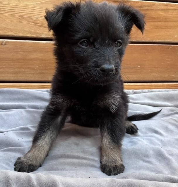 Aura, Adoptable, Young Female German Shepherd Dog.