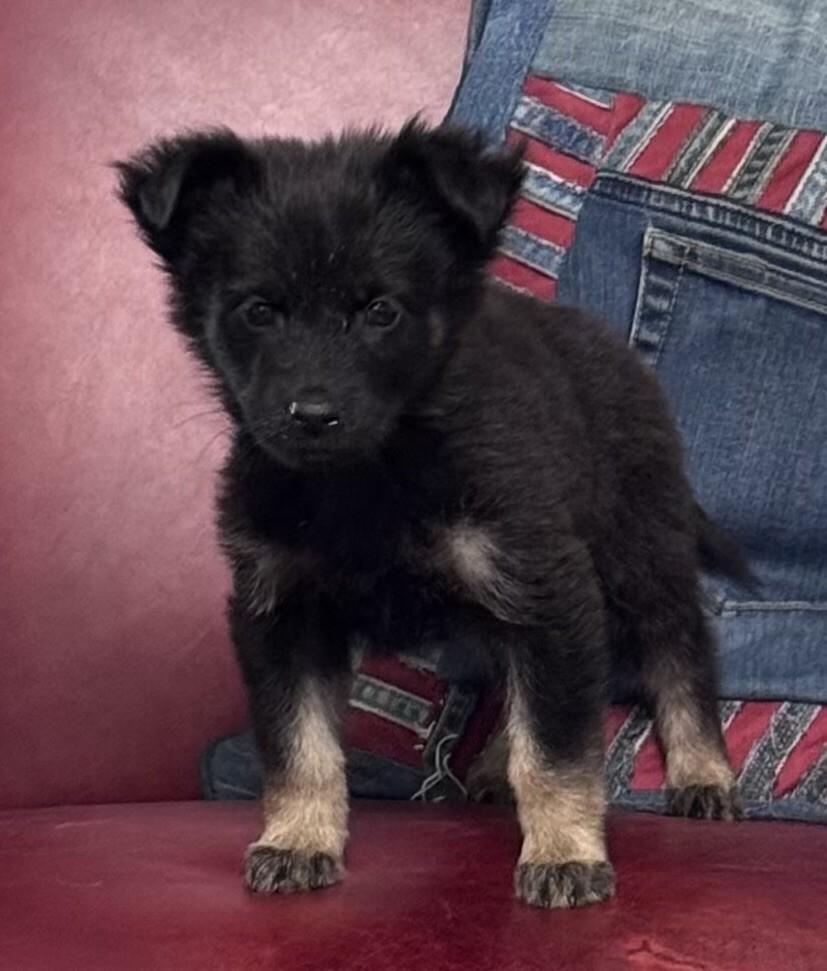 Aura, a Adoptable mixed breed in Seattle, WA image 2/2