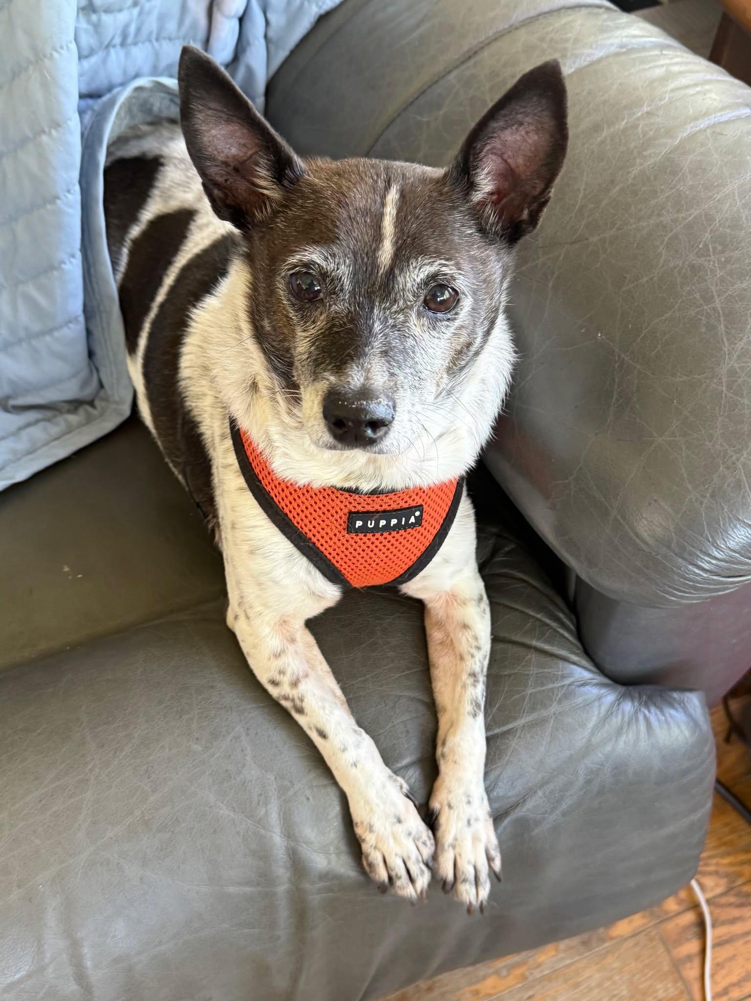 Miss Cookie, ADOPTABLE, Adult Female Terrier.