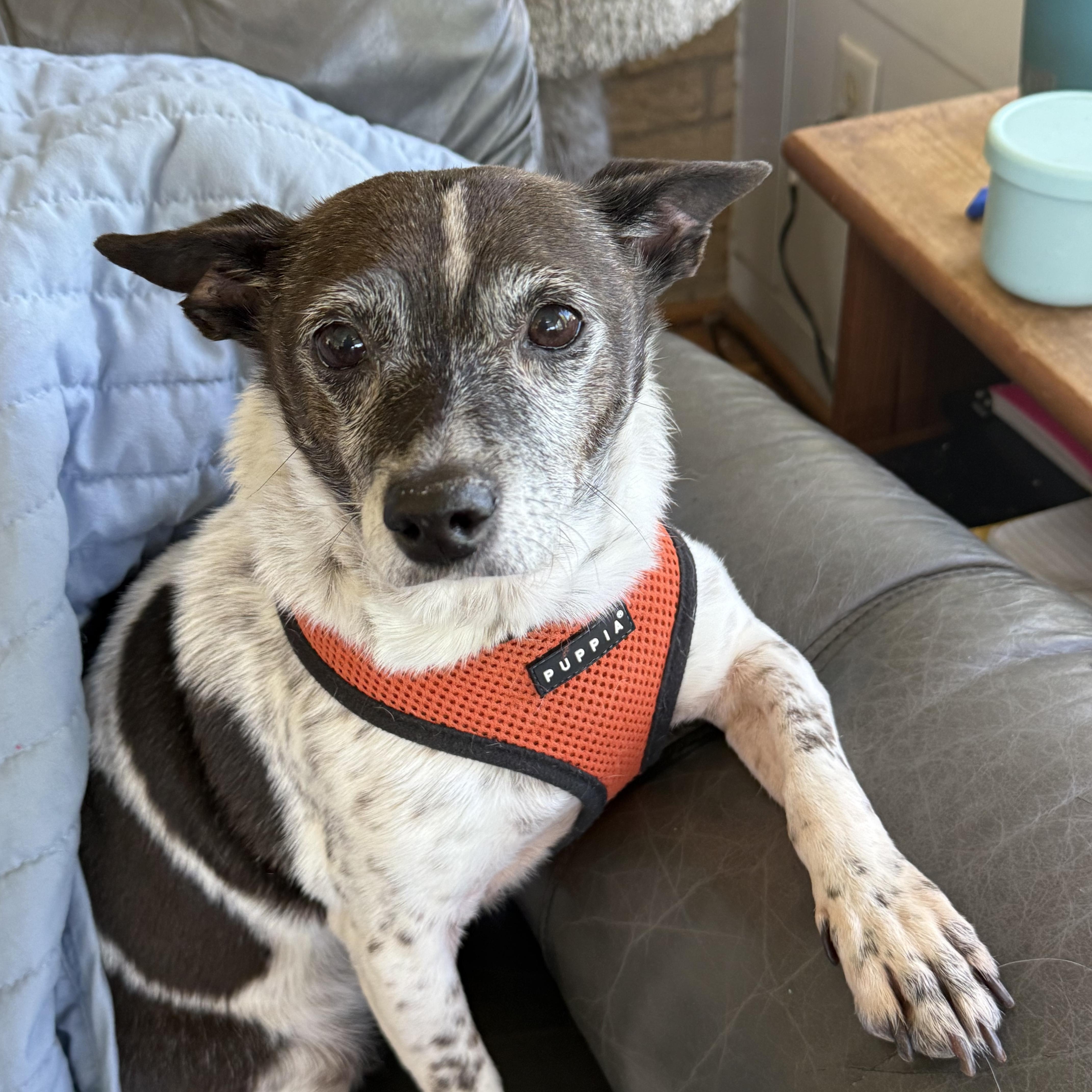 Miss Cookie, a ADOPTABLE mixed breed in Queenstown, MD image 2/2