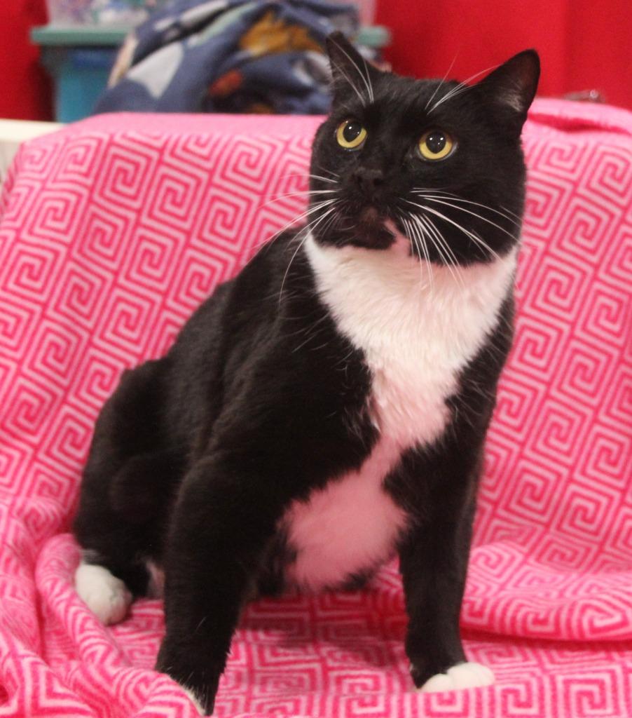 Ibiza, Adoptable, Adult Female Domestic Short Hair.