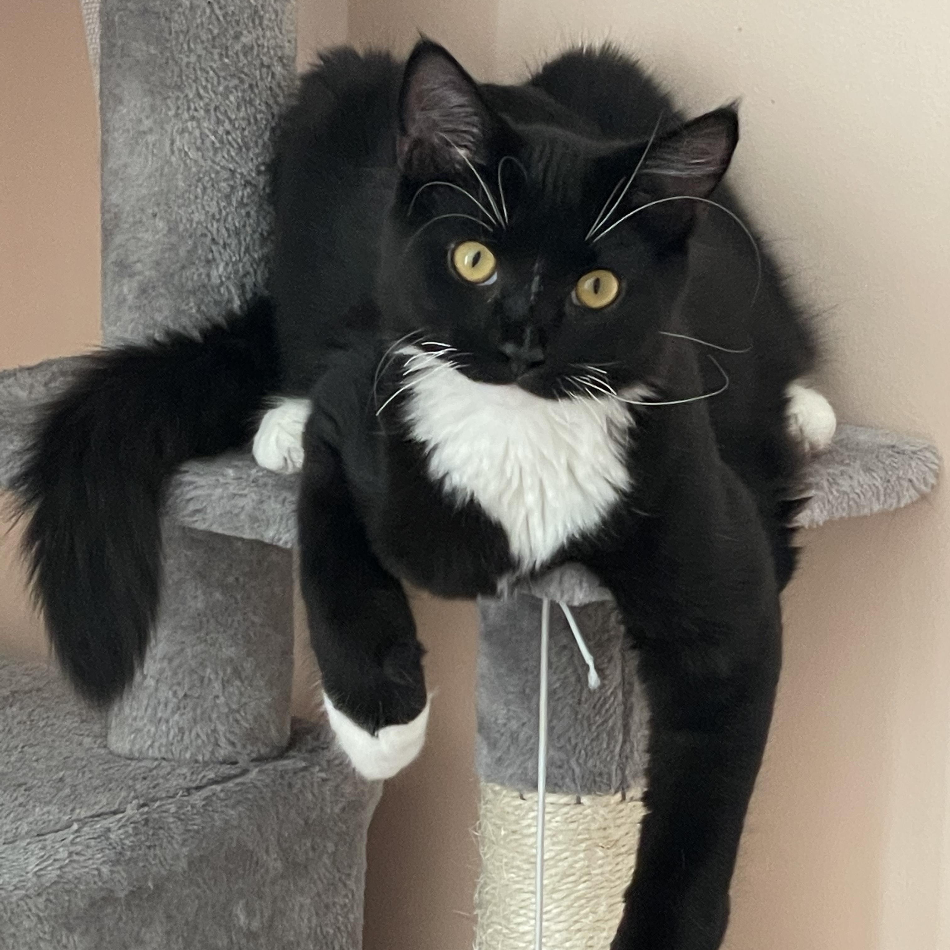 Cowboy, ADOPTABLE, Kitten Male Domestic Long Hair.