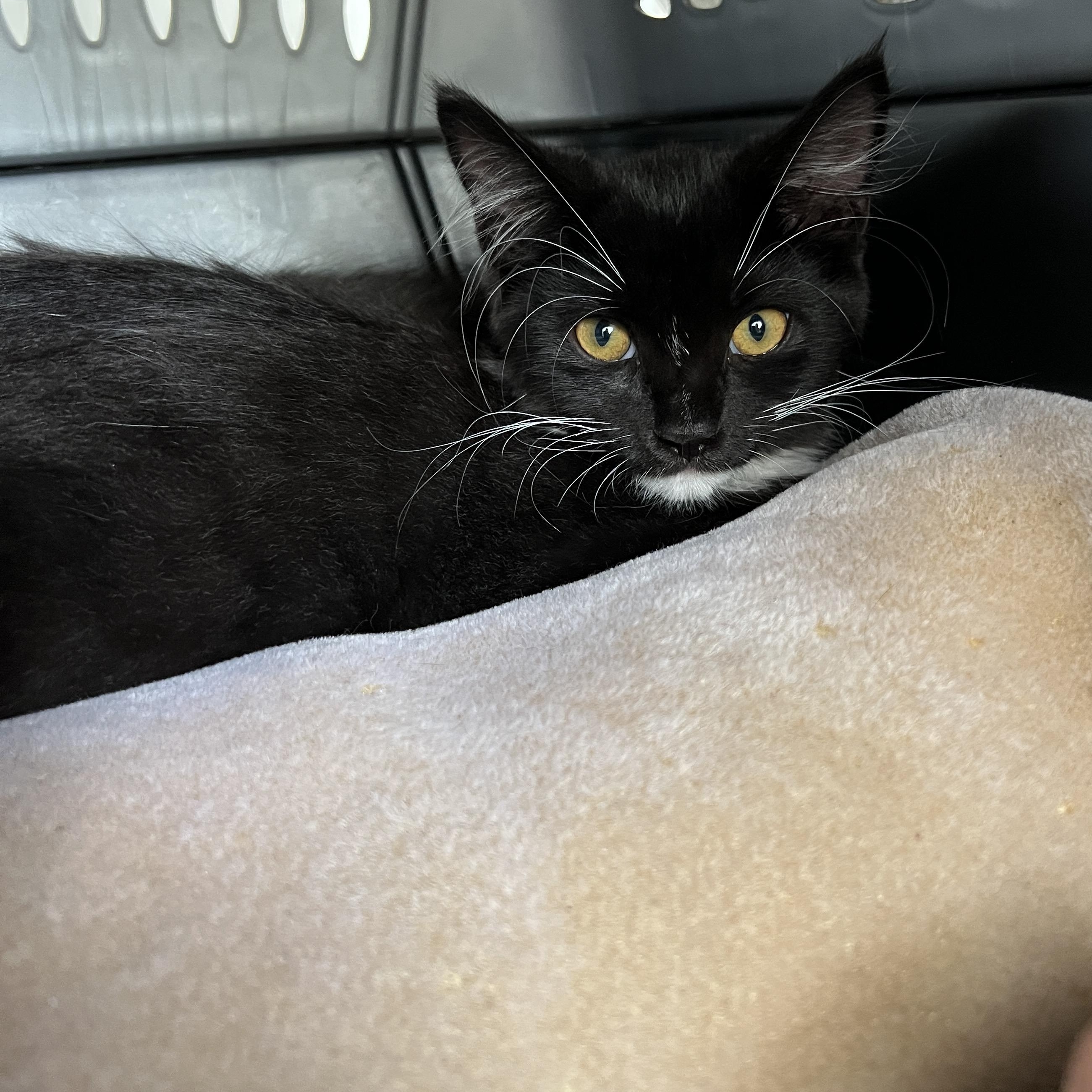 Cowboy, a ADOPTABLE Domestic Long Hair in New Bern, NC image 4/6