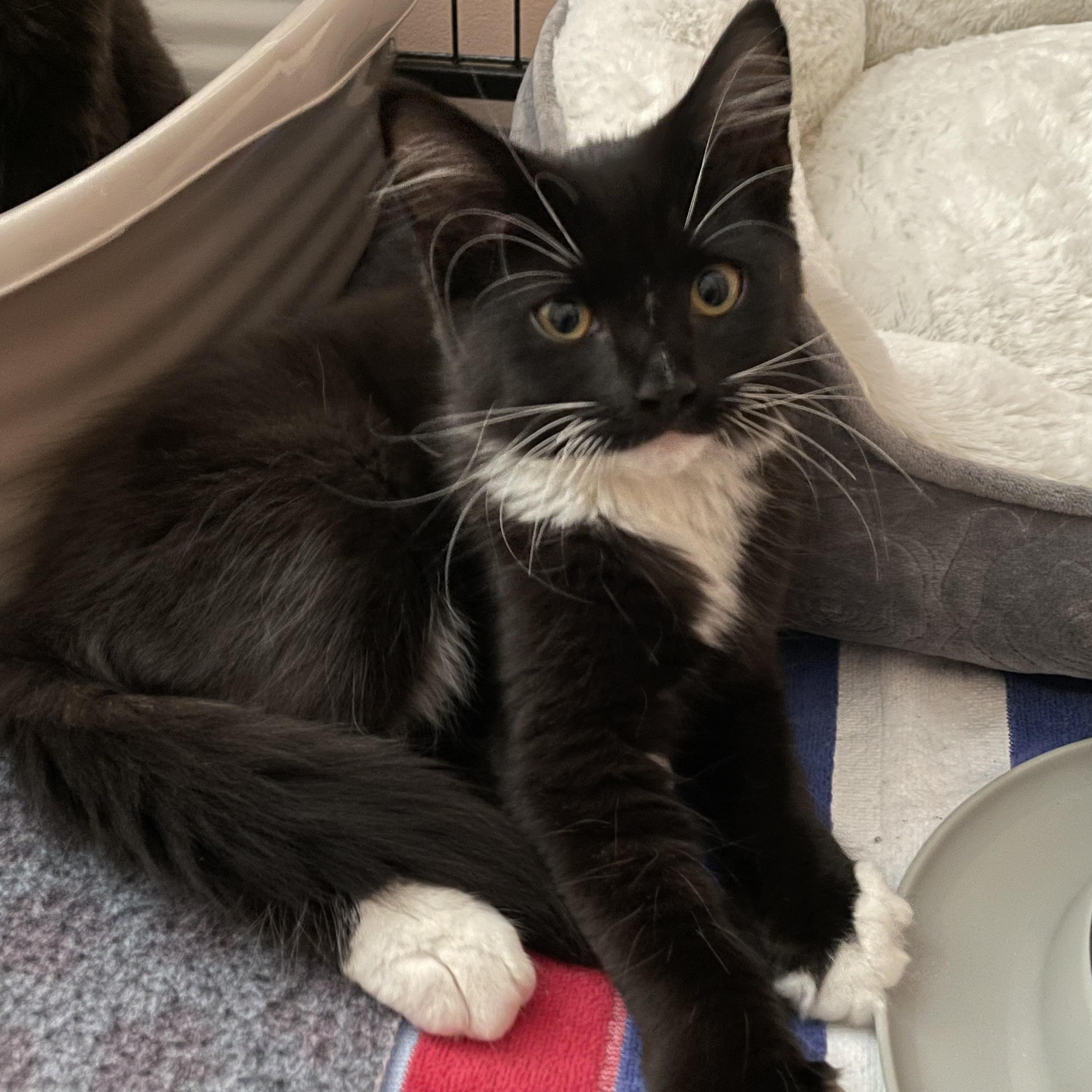 Cowboy, a ADOPTABLE Domestic Long Hair in New Bern, NC image 2/6