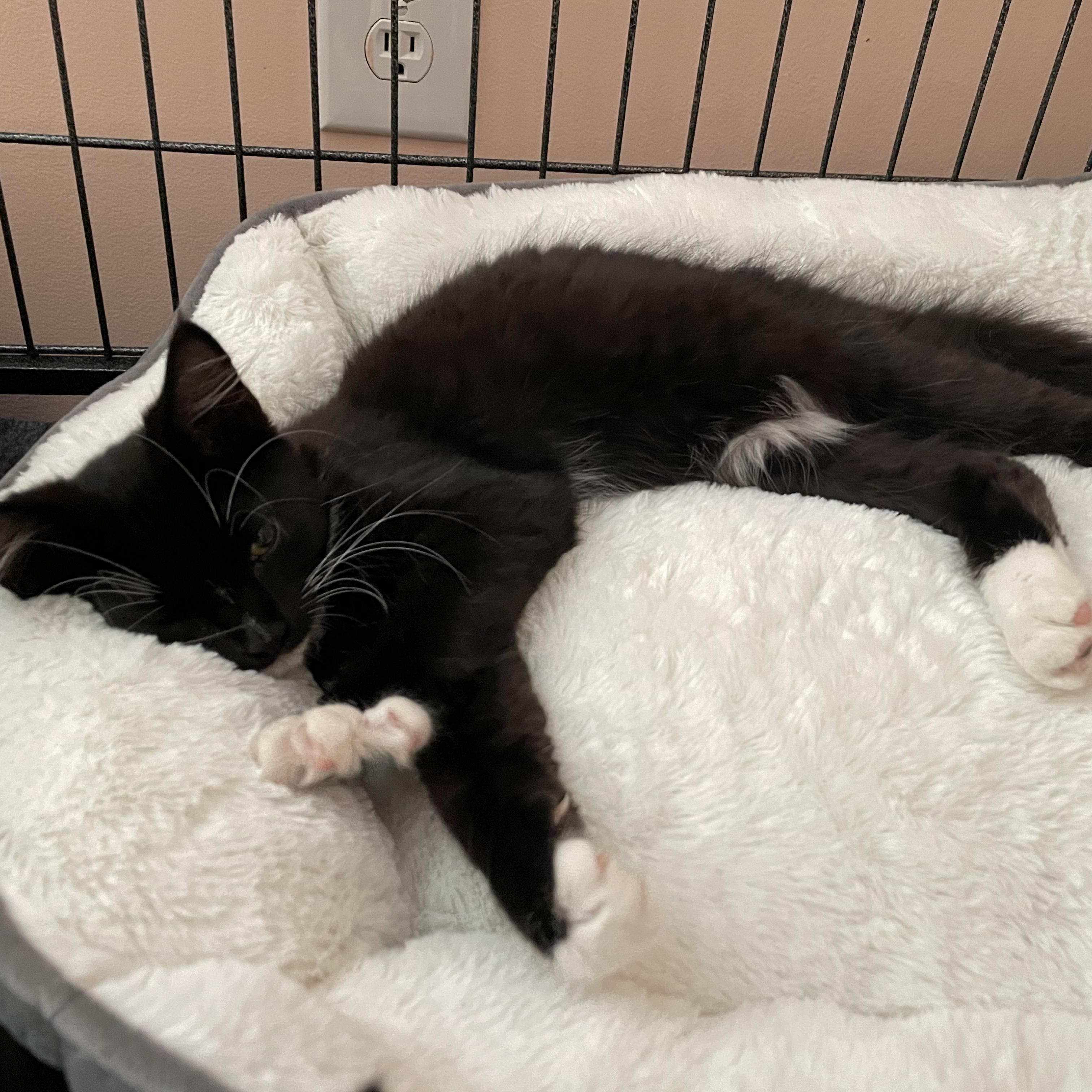 Cowboy, a ADOPTABLE Domestic Long Hair in New Bern, NC image 3/6