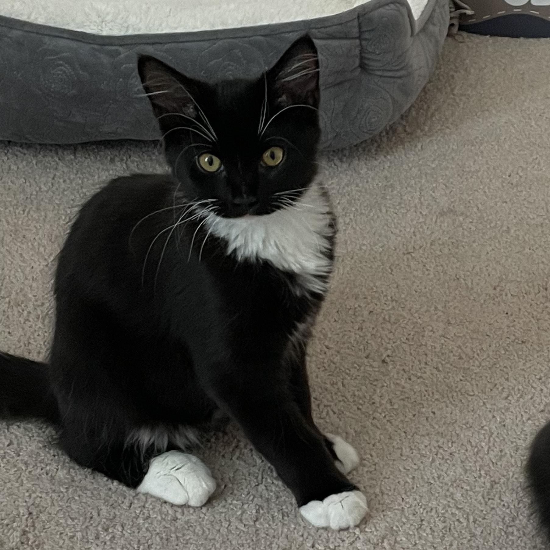 Cowboy, a ADOPTABLE Domestic Long Hair in New Bern, NC image 6/6