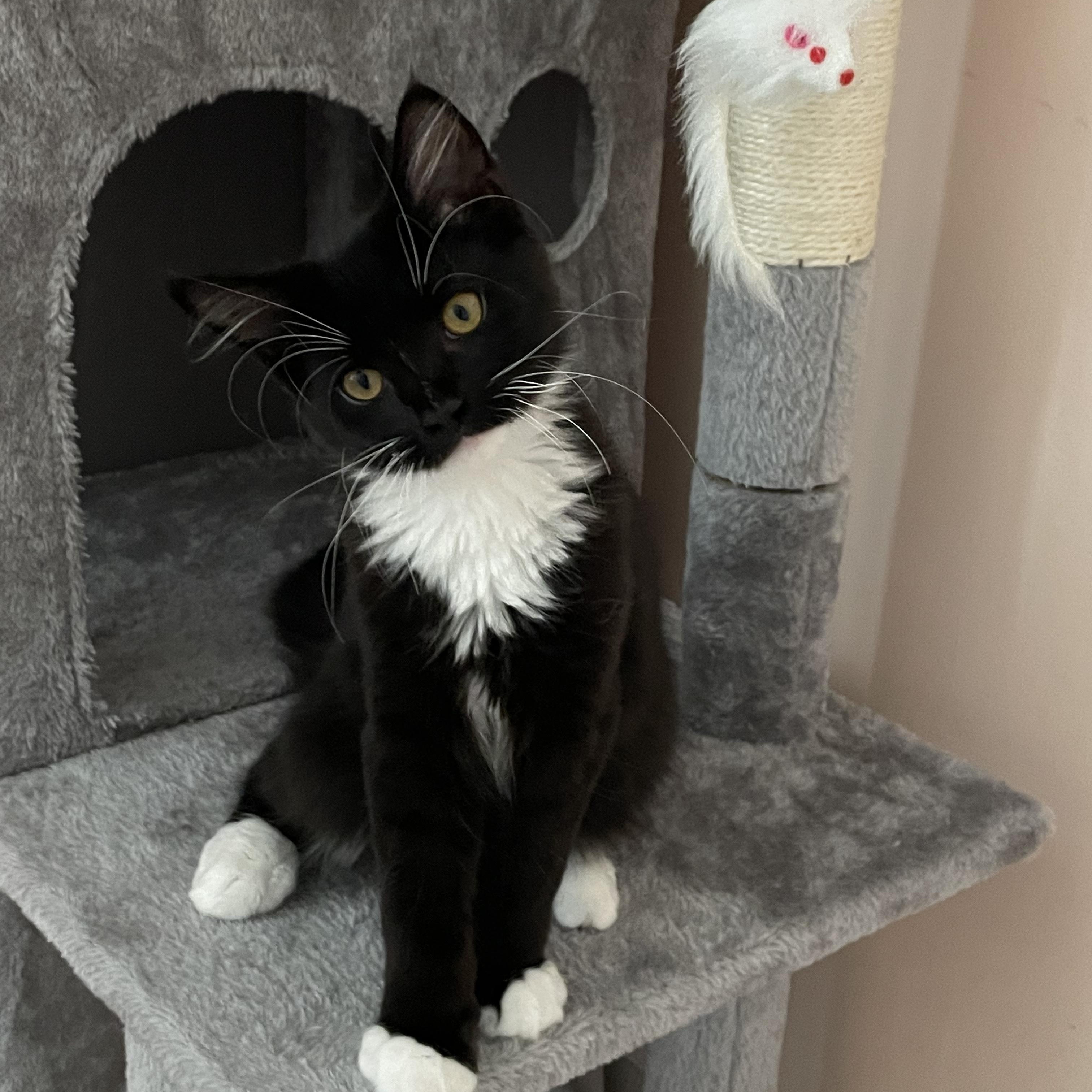 Cowboy, a ADOPTABLE Domestic Long Hair in New Bern, NC image 1/6