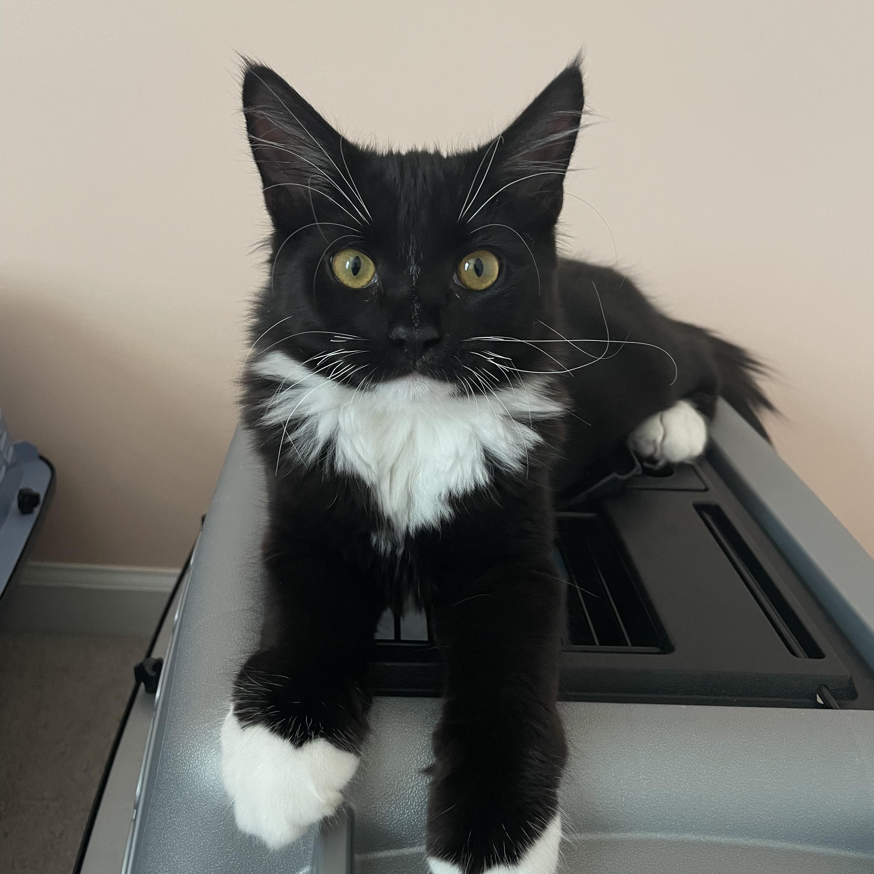 Enlarge Cowboy, a ADOPTABLE Domestic Long Hair in New Bern, NC image 6/6