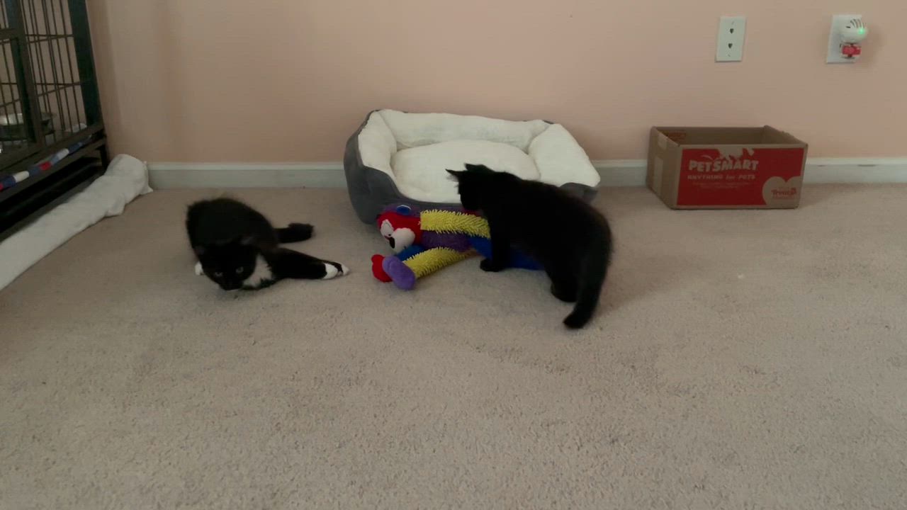 Enlarge Cowboy, a ADOPTABLE Domestic Long Hair in New Bern, NC video 5/6
