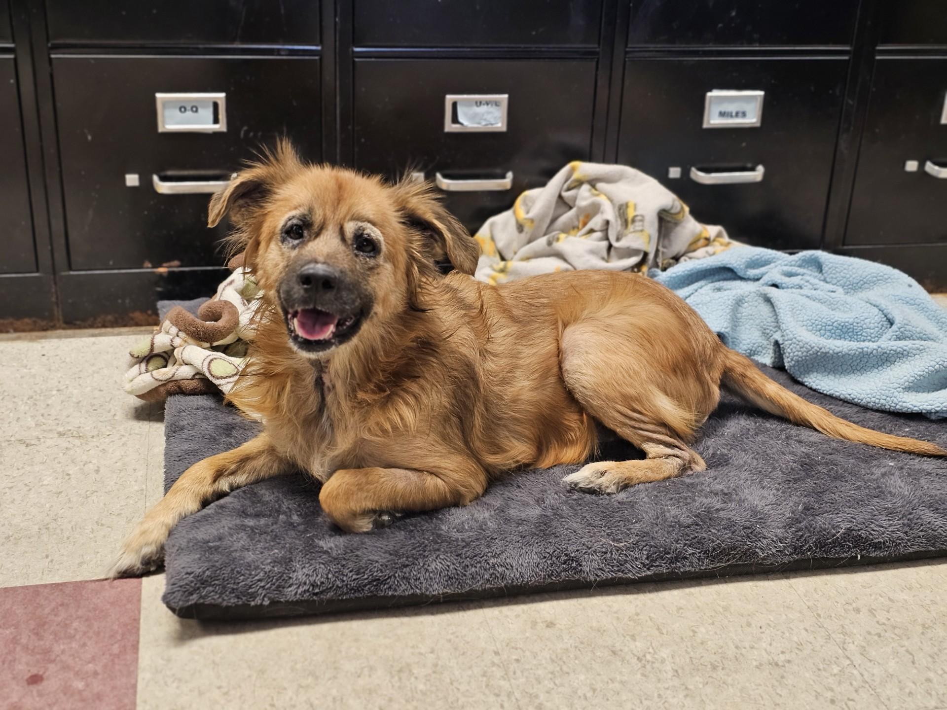 Sweetpea, ADOPTABLE, Senior Female Spaniel.