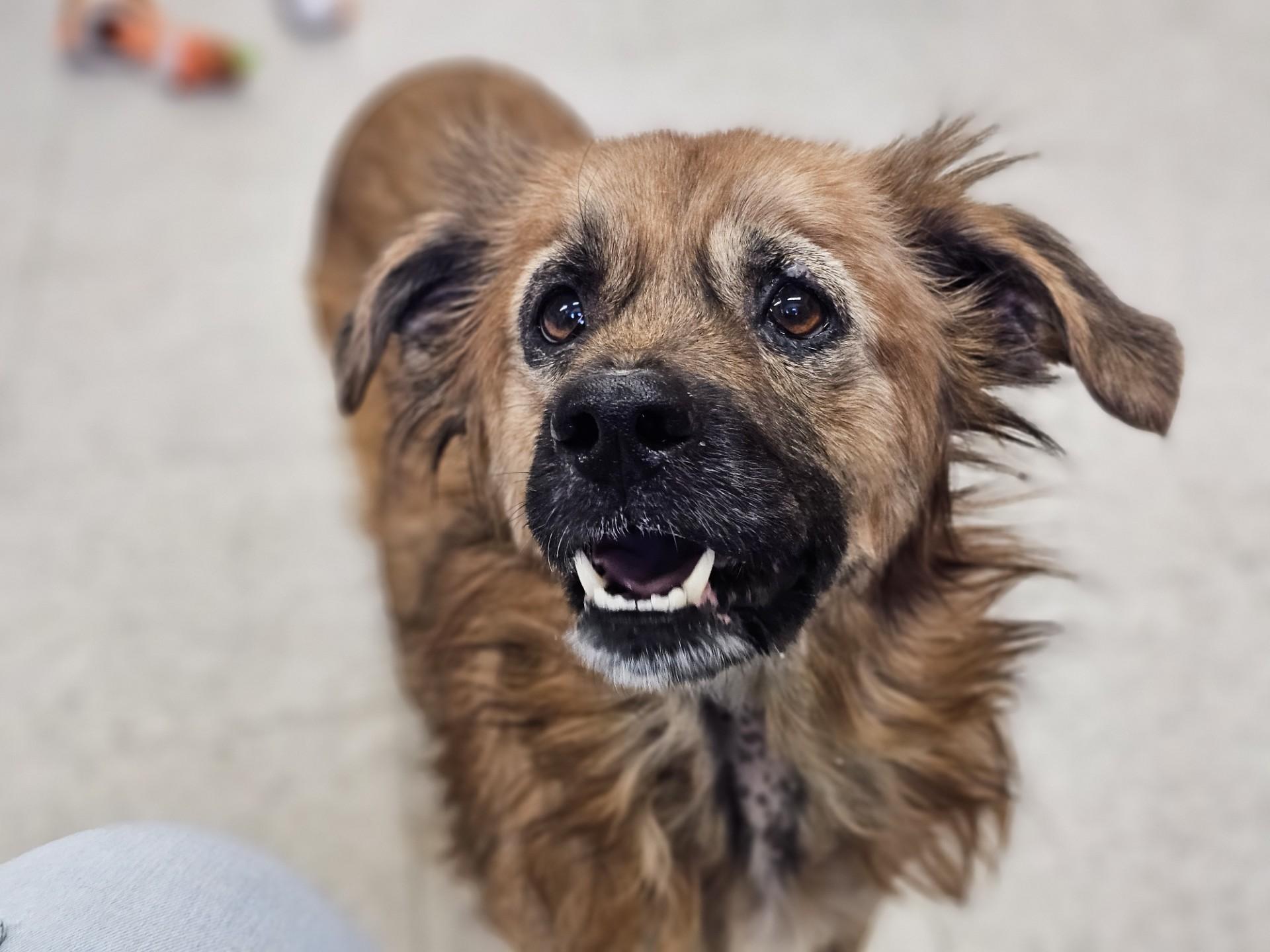 Sweetpea, a ADOPTABLE mixed breed in Bay City, MI image 2/3