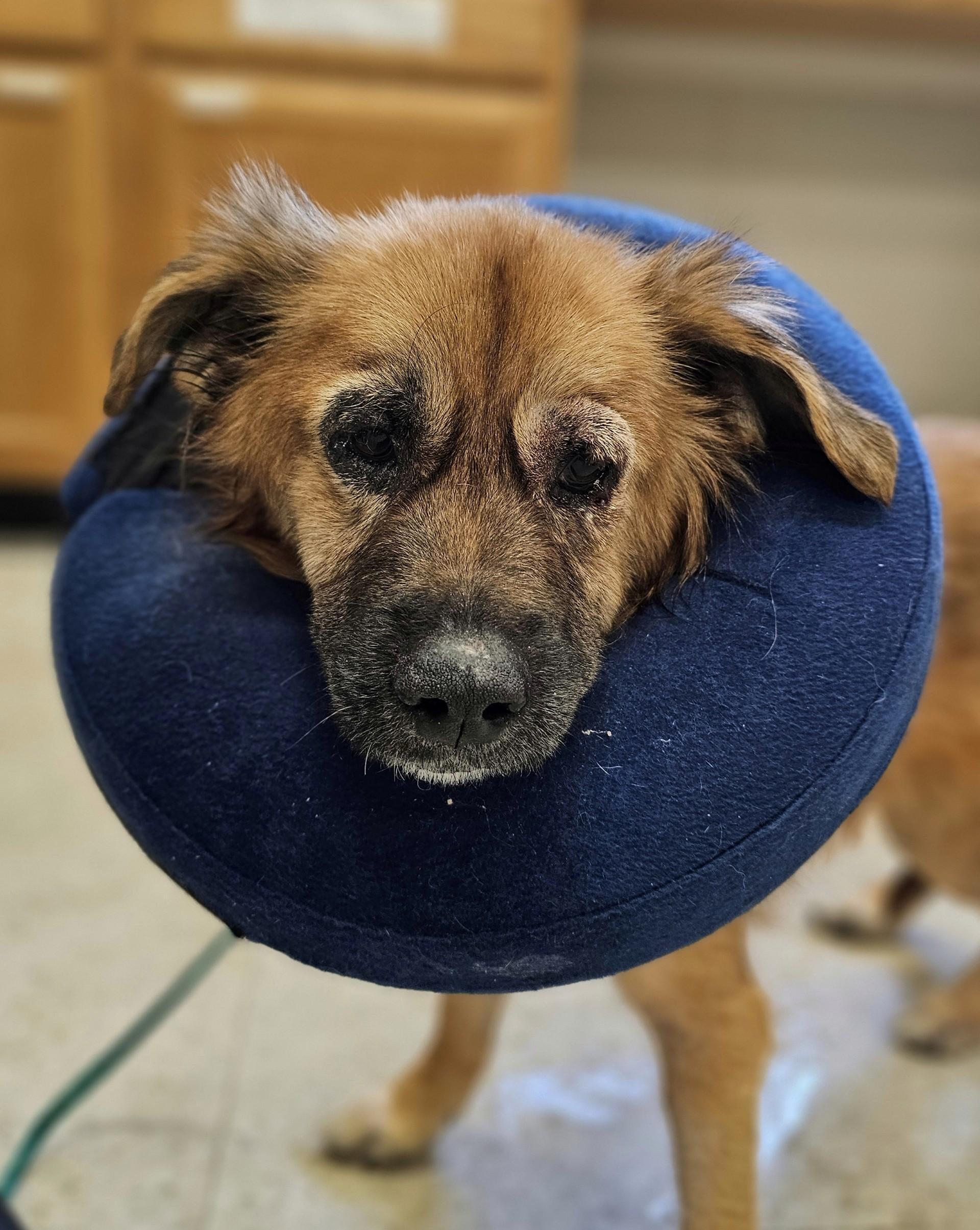 Sweetpea, a ADOPTABLE mixed breed in Bay City, MI image 3/3