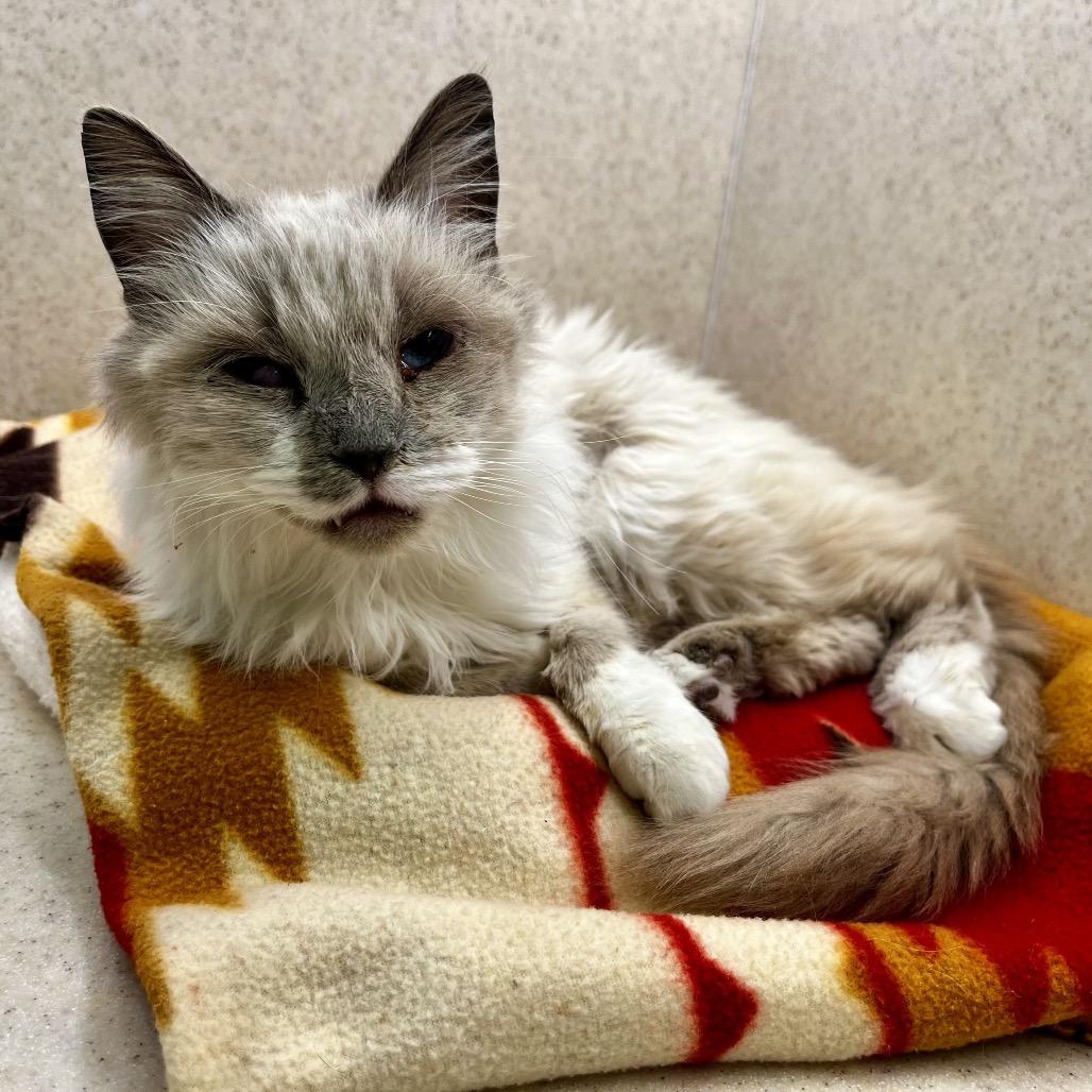 Lima Bean — thumbnail 2