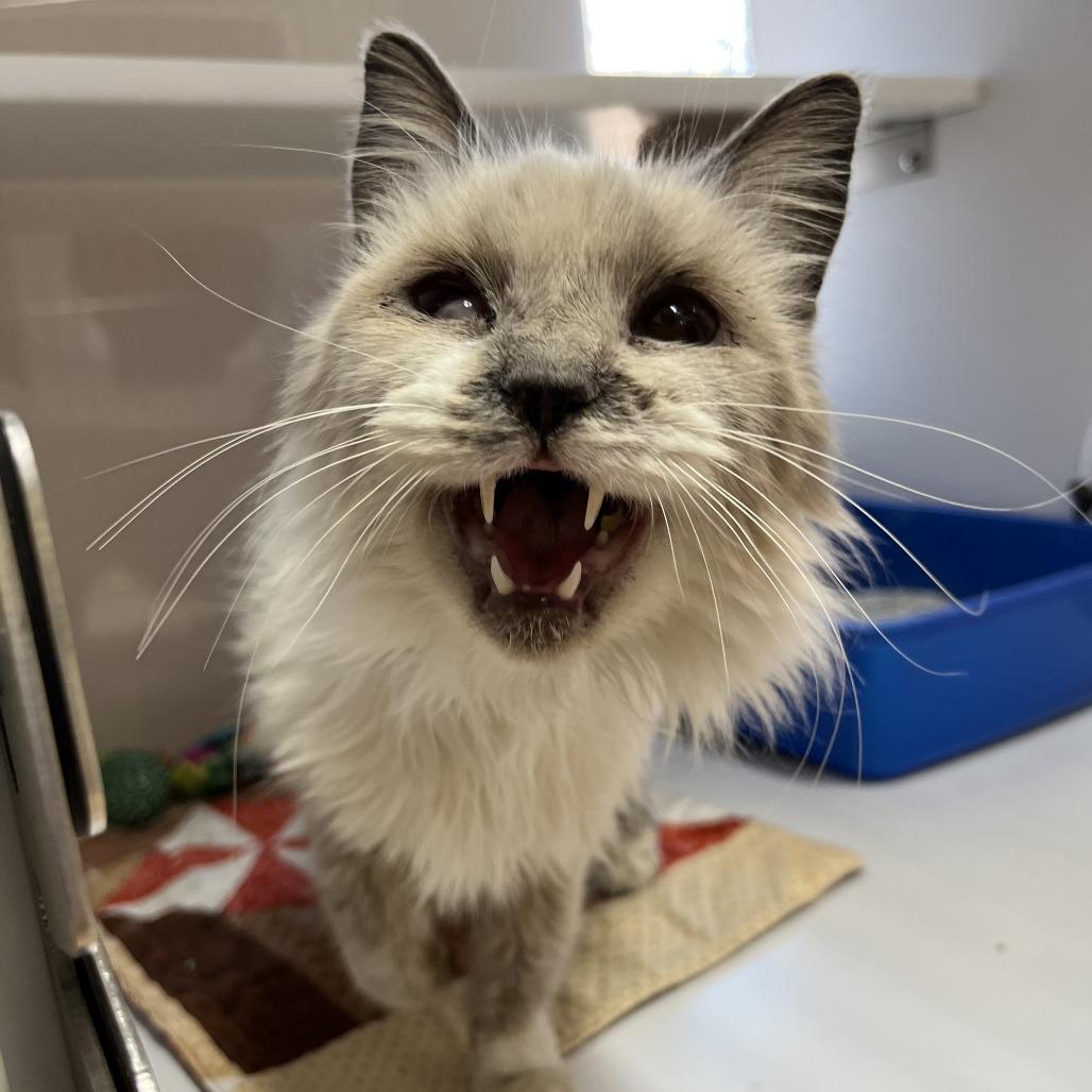 Lima Bean — thumbnail 3