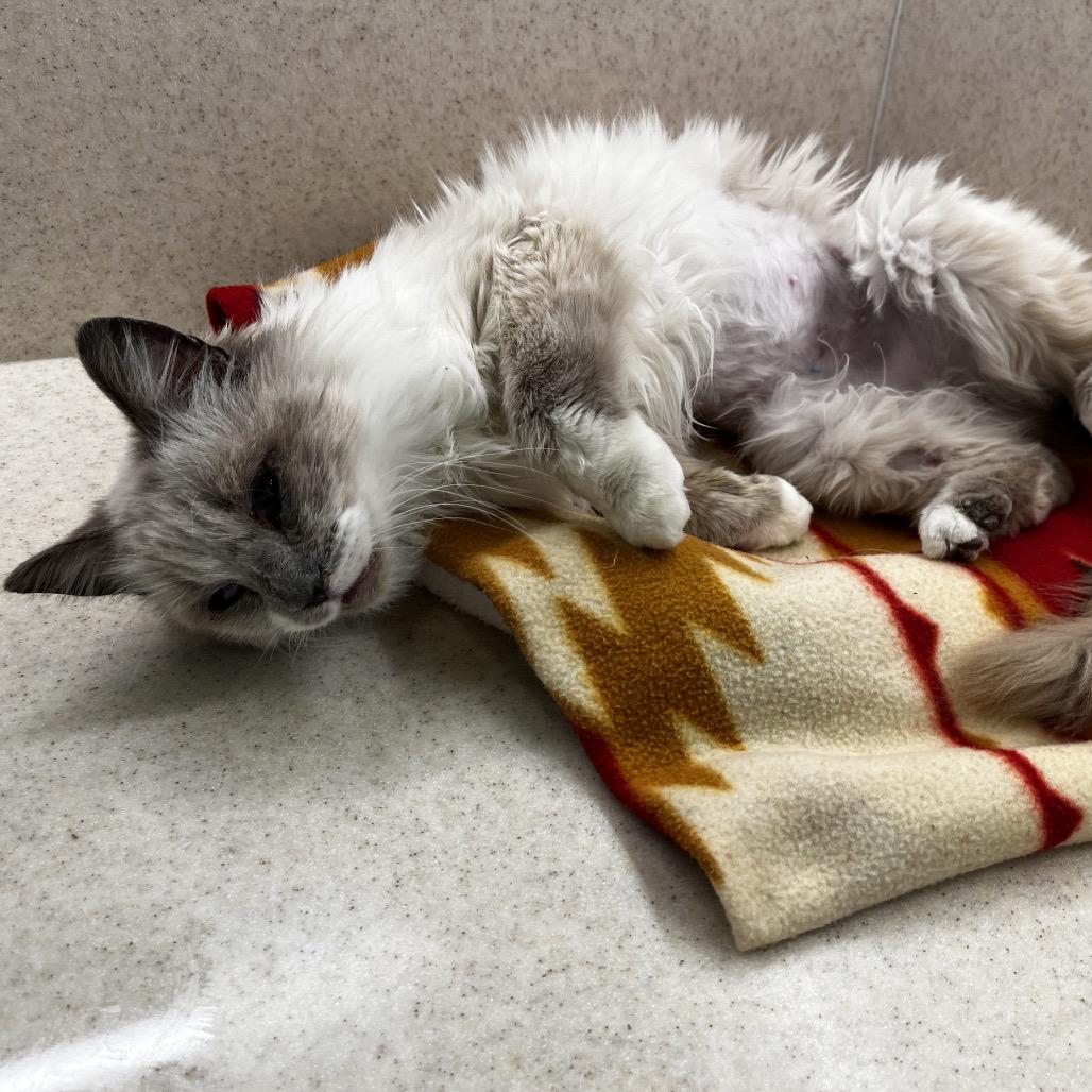 Lima Bean — thumbnail 4