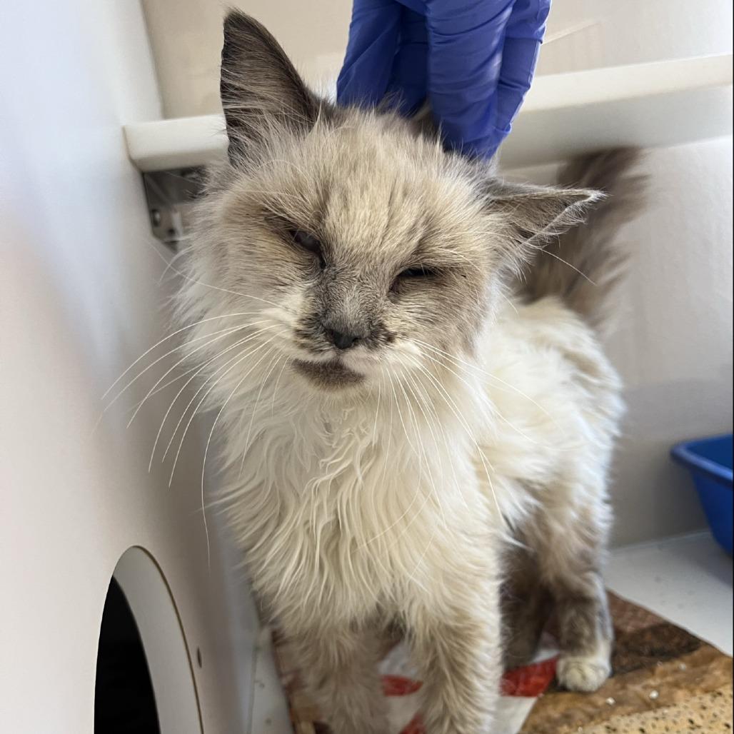 Lima Bean — thumbnail 5