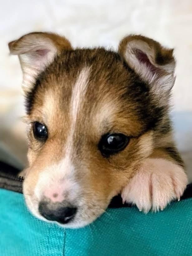 Enlarge Silo, a Adoptable mixed breed in Sawyer, ND image 3/6