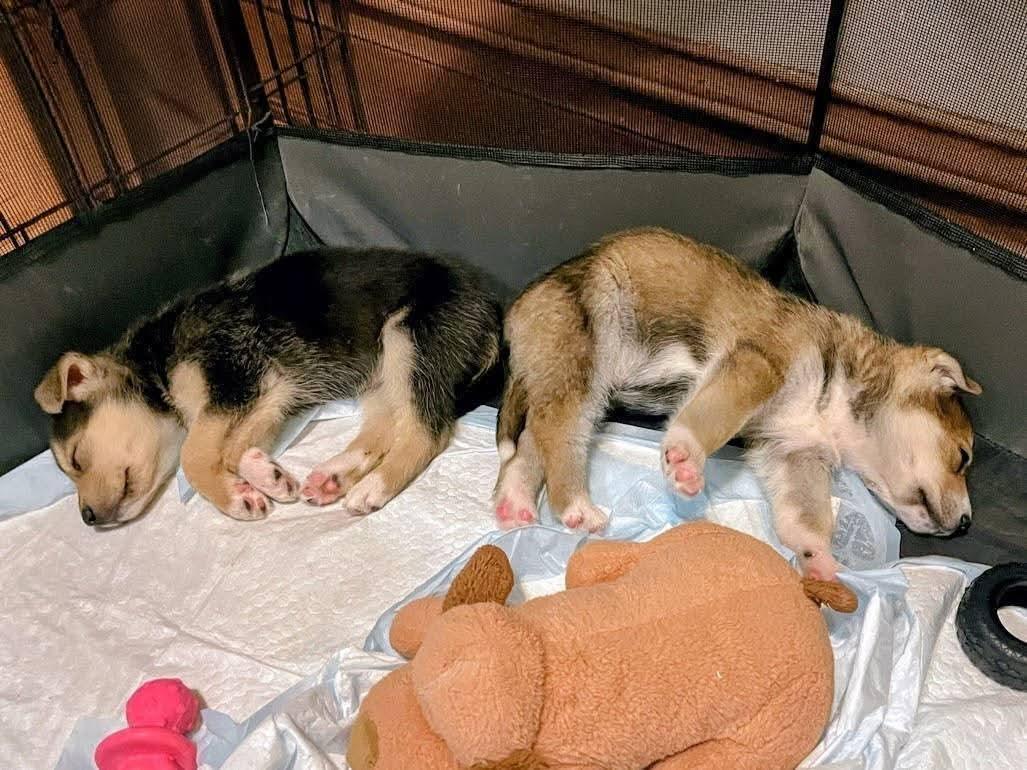 Enlarge Silo, a Adoptable mixed breed in Sawyer, ND image 2/6