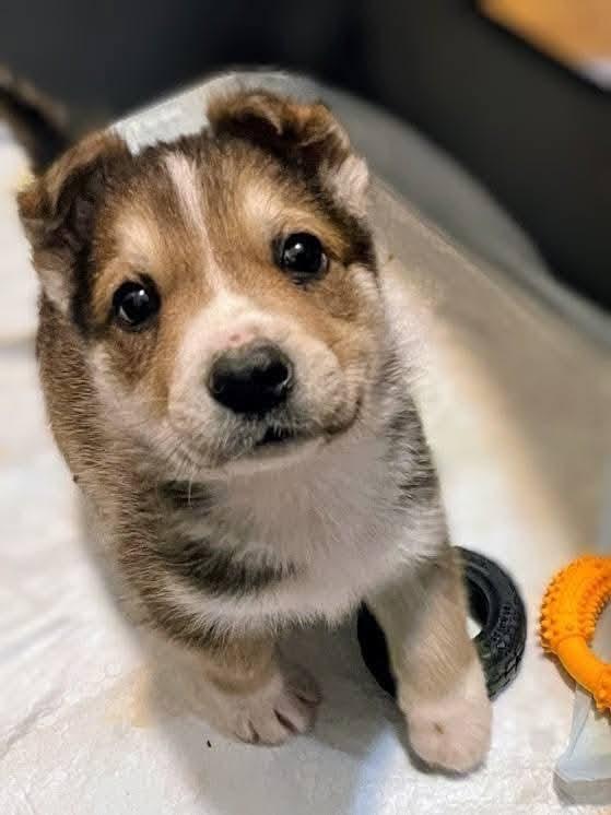 Silo, Adoptable, Puppy Male Husky & Shepherd.