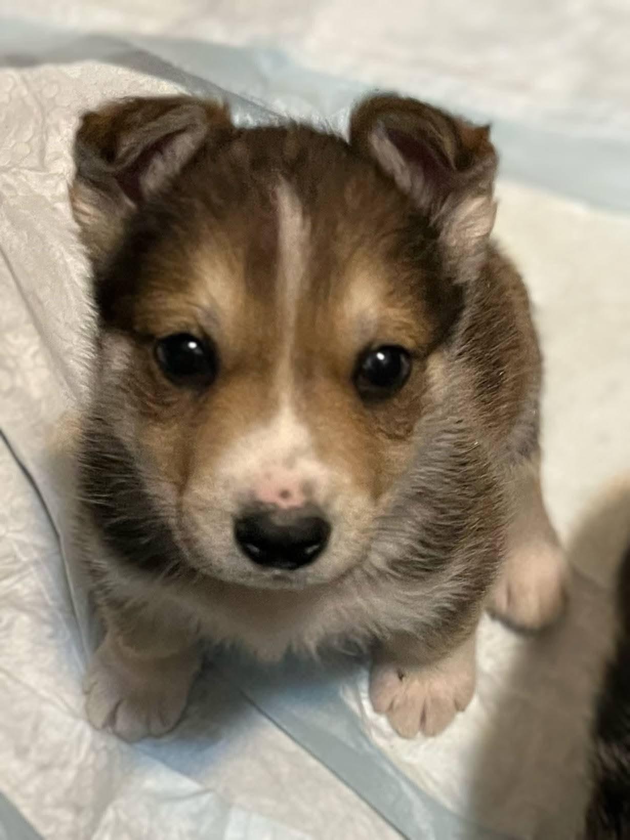 Enlarge Silo, a Adoptable mixed breed in Sawyer, ND image 6/6