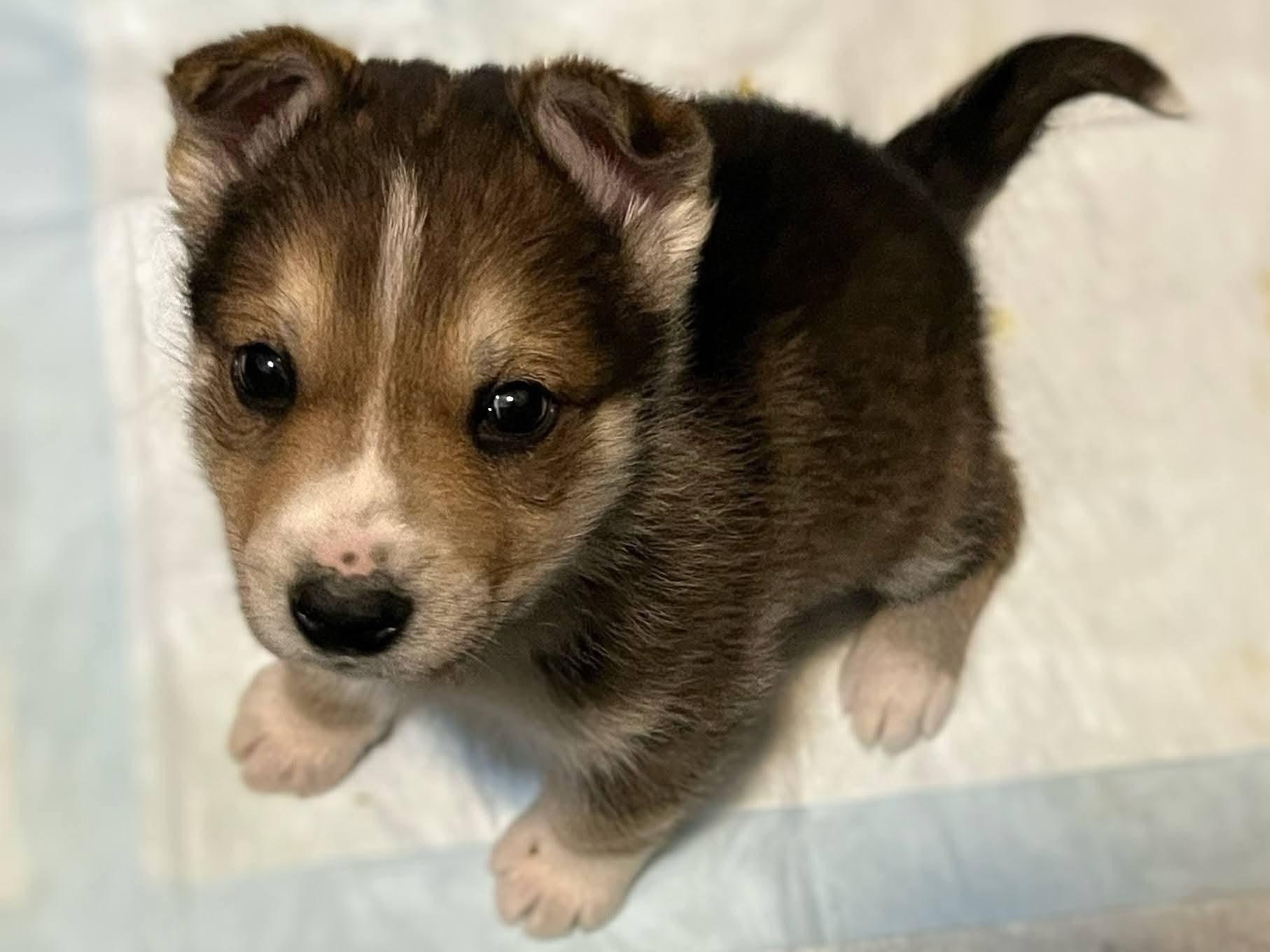 Enlarge Silo, a Adoptable mixed breed in Sawyer, ND image 4/6
