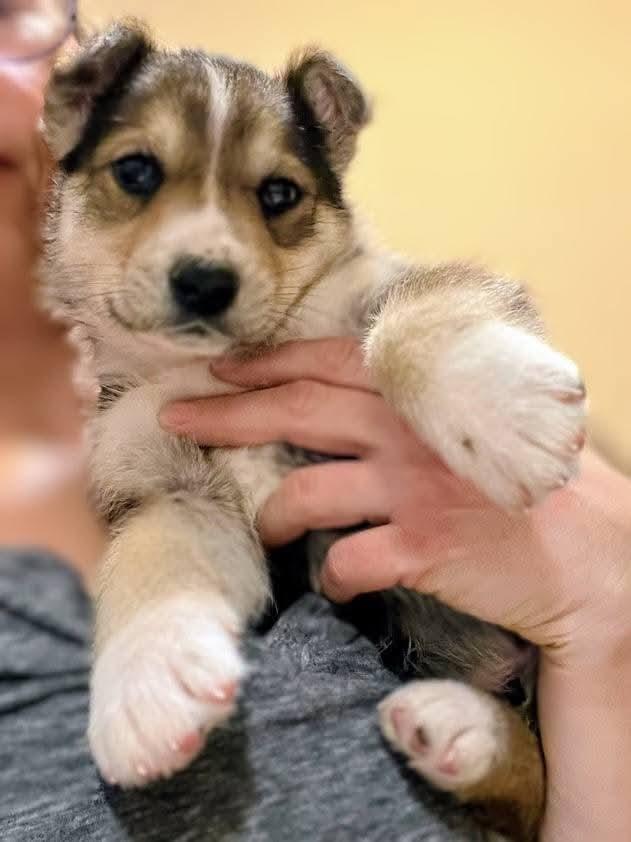 Enlarge Silo, a Adoptable mixed breed in Sawyer, ND image 5/6