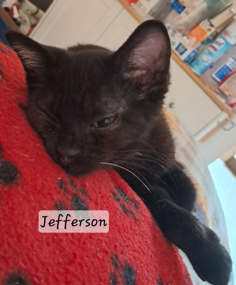 Enlarge Jefferson, a Adoptable mixed breed in Vancouver, WA image 1/3