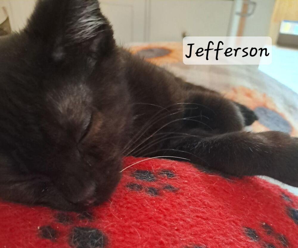 Enlarge Jefferson, a Adoptable mixed breed in Vancouver, WA image 2/3