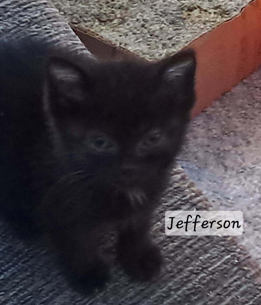 Enlarge Jefferson, a Adoptable mixed breed in Vancouver, WA image 3/3