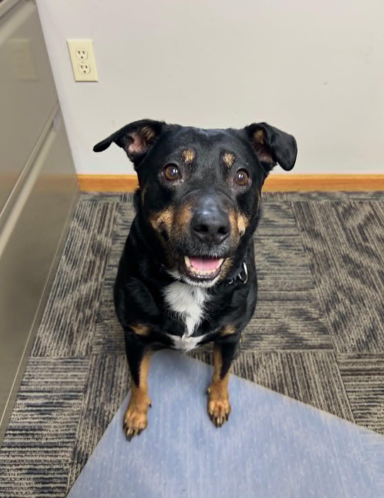 Trudy, a ADOPTABLE mixed breed in Celina, OH image 3/4