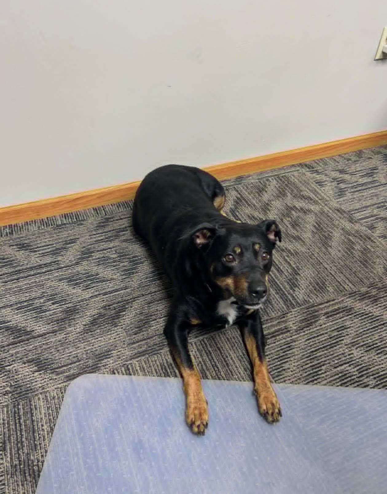 Trudy, a ADOPTABLE mixed breed in Celina, OH image 4/4