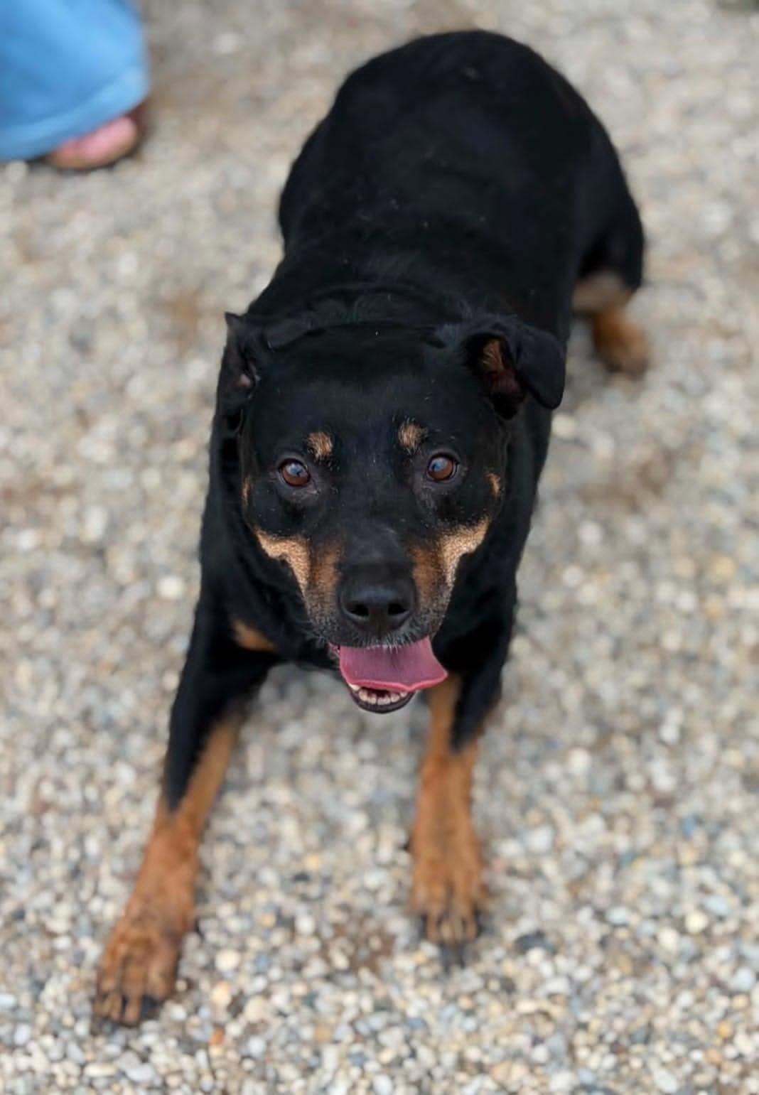 Trudy, a ADOPTABLE mixed breed in Celina, OH image 2/4