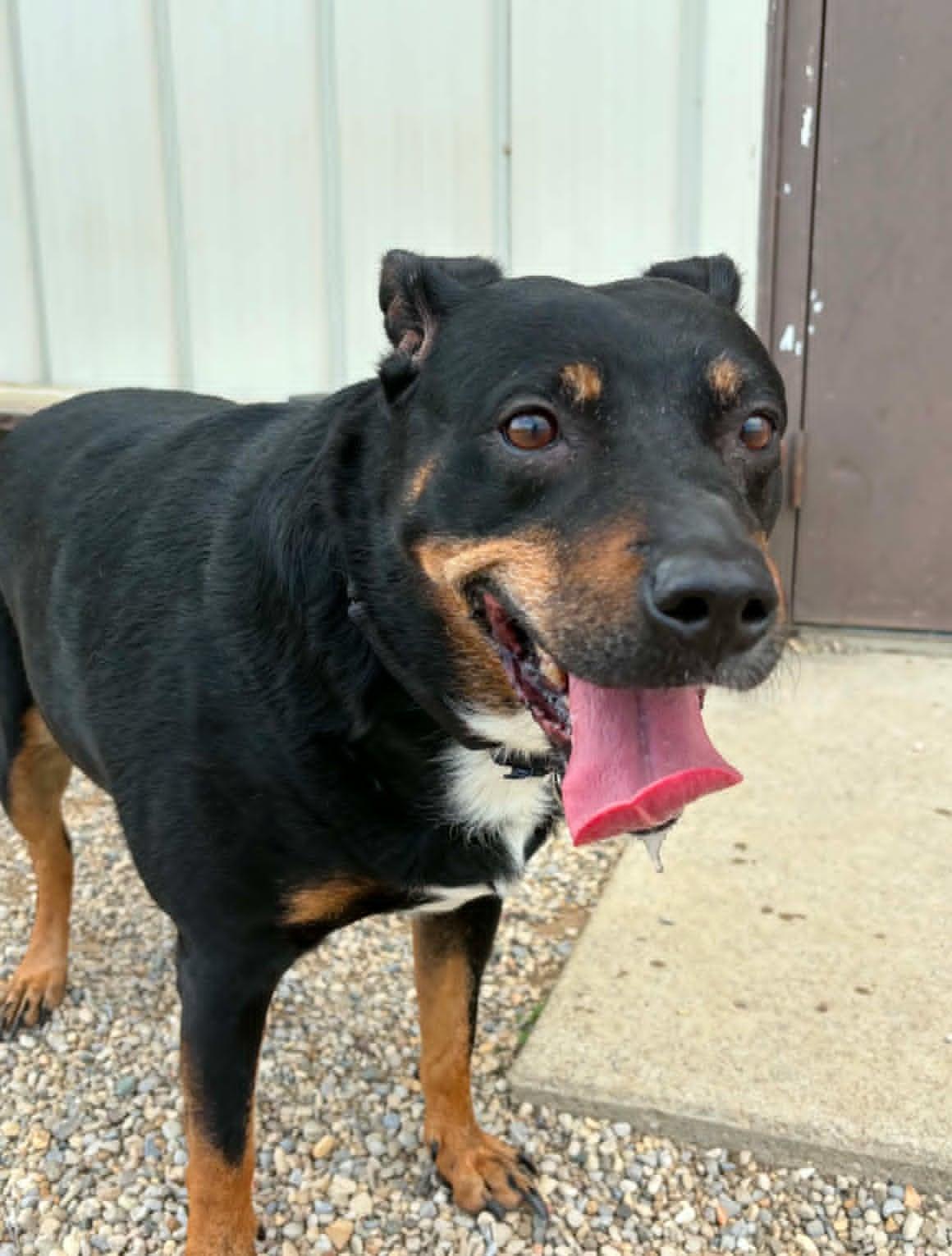 Trudy, a ADOPTABLE mixed breed in Celina, OH image 1/4