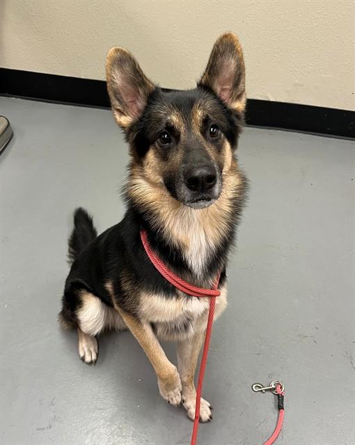 Enlarge Remi, a Adoptable mixed breed in Phoenix, OR image 1/1