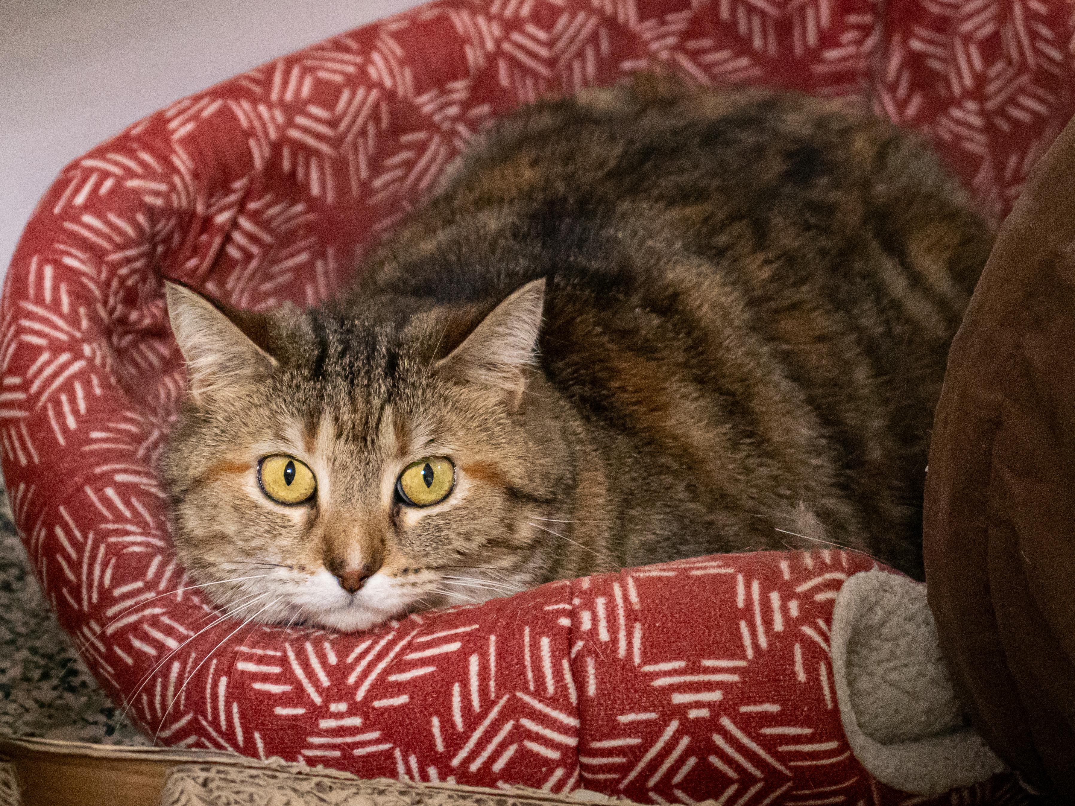 Gertie - Adoption Fee Waived!, a Adoptable Domestic Short Hair in Richland Center, WI image 1/4