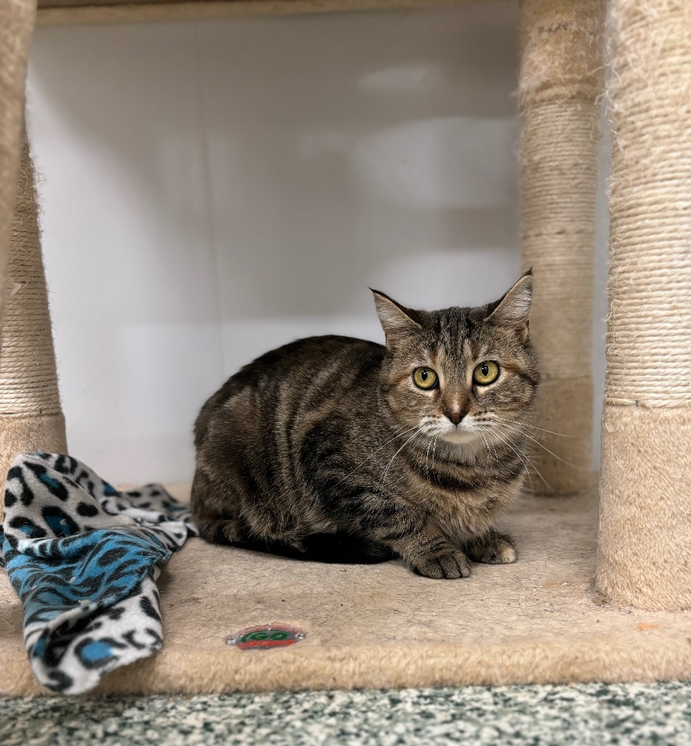 Gertie - Adoption Fee Waived!, a Adoptable Domestic Short Hair in Richland Center, WI image 4/4