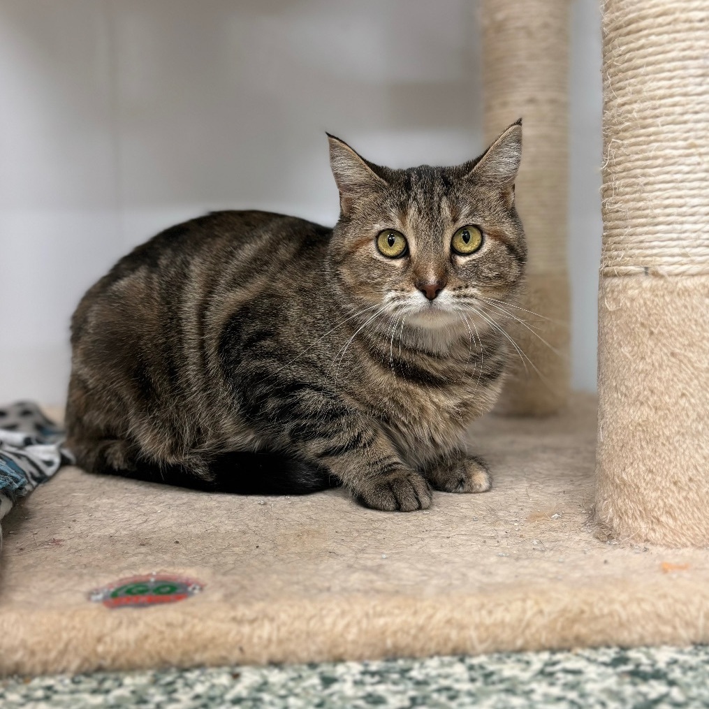 Gertie - Adoption Fee Waived!, a Adoptable Domestic Short Hair in Richland Center, WI image 3/4