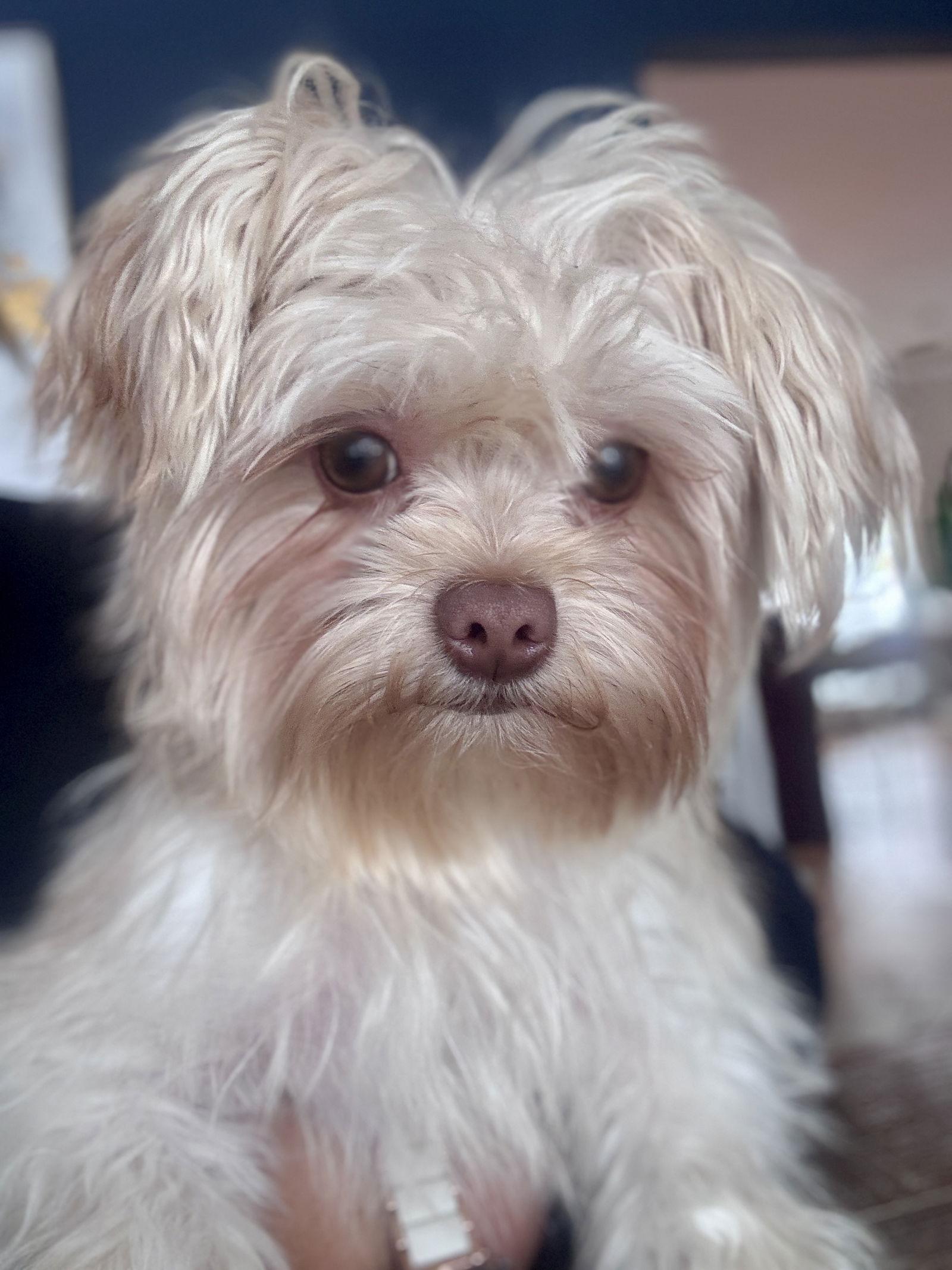 Pumpkin, Adopted, Young Female Maltese & Yorkshire Terrier.